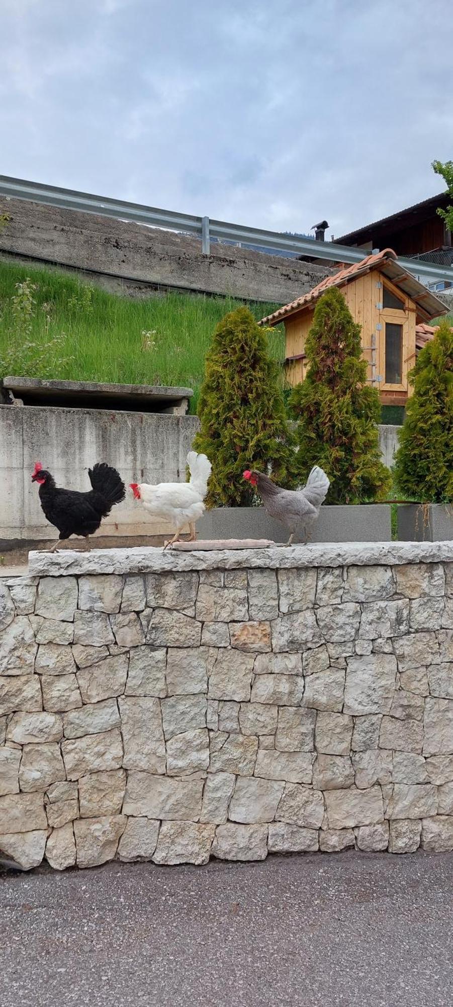 Horse House Bed & Breakfast Romallo Exterior foto